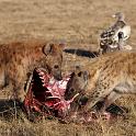 075 Tanzania, N-Serengeti, hyena's